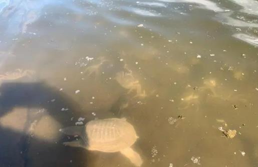 苏州|河道大闸蟹泛滥？上海钓友河道夜钓，钓起许多大闸蟹来