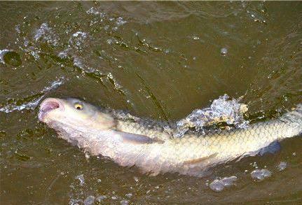 大板鲫|蚯蚓不生活在水中,为何会被用来当鱼饵?有时候也能钓到大鱼?