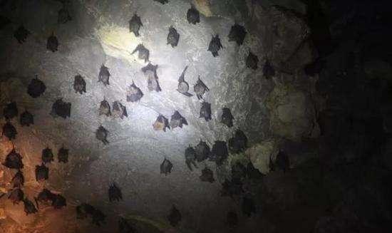 30万狗头蝙蝠涌入澳洲,性情凶残能咬断脖子,携带数十类致命病菌