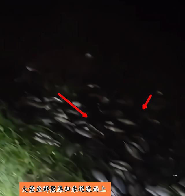 |受惊了？一场大雨后，河里的鲫鱼成群游上岸，钓鱼人：一捞十几斤