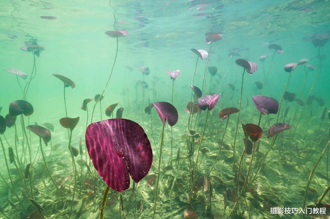 拍荷花,你有想过在水里拍吗?摄影师带你领略不一样的水下莲花