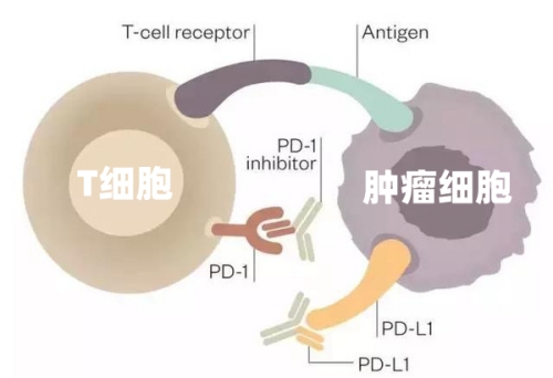 原来,有些癌细胞是被这样干掉的!