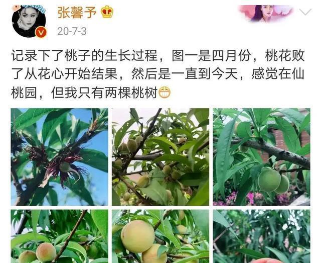 张馨予|和何捷结婚4年后，张馨予再次登上热搜：离开他是对的