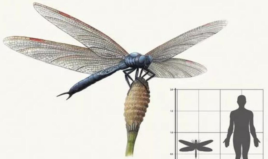 恐怖的“巨虫时代”:“蜈蚣”有2米4,蜻蜓大如老鹰