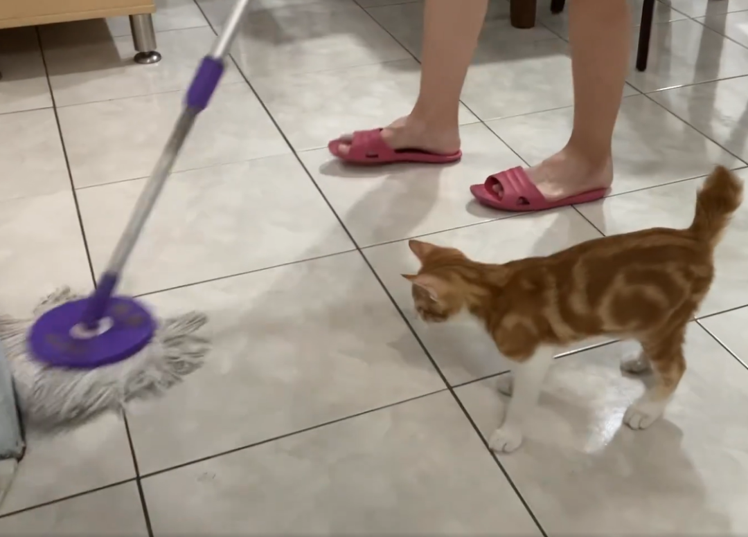 网友树下乘凉，脐带未掉的小奶猫掉下，正中她手心：天大的福气！