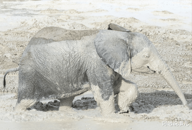 燃脂 大象竟然也涂防晒霜?除了防晒、防蚊咬,还有什么作用呢?