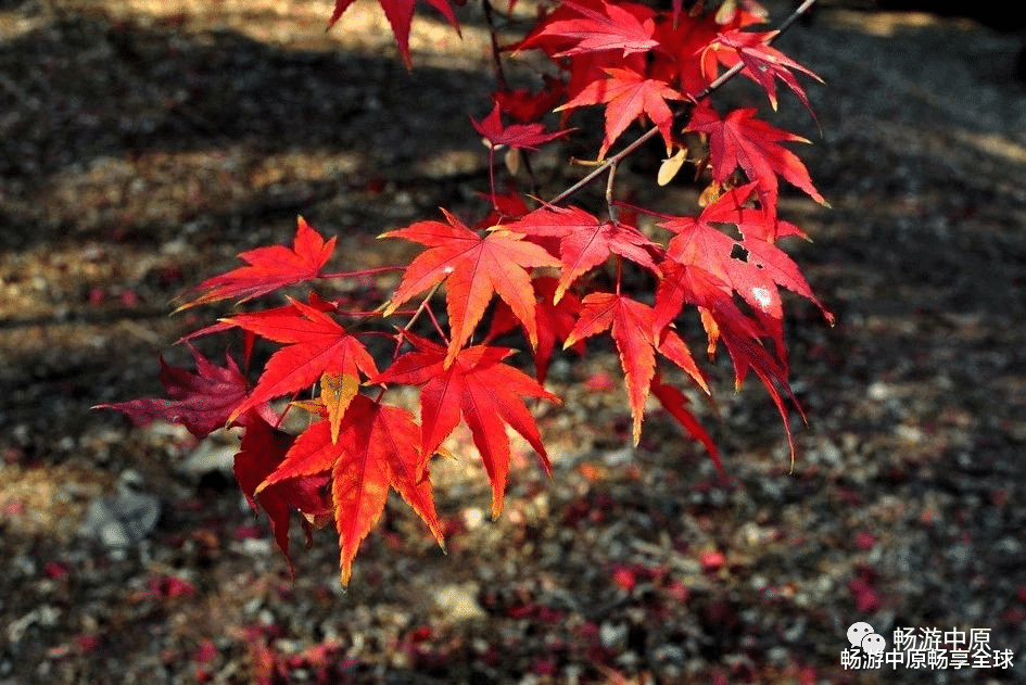 长沙|这个秋天，与您邂逅亿年仙宫鸡冠洞！（原创）
