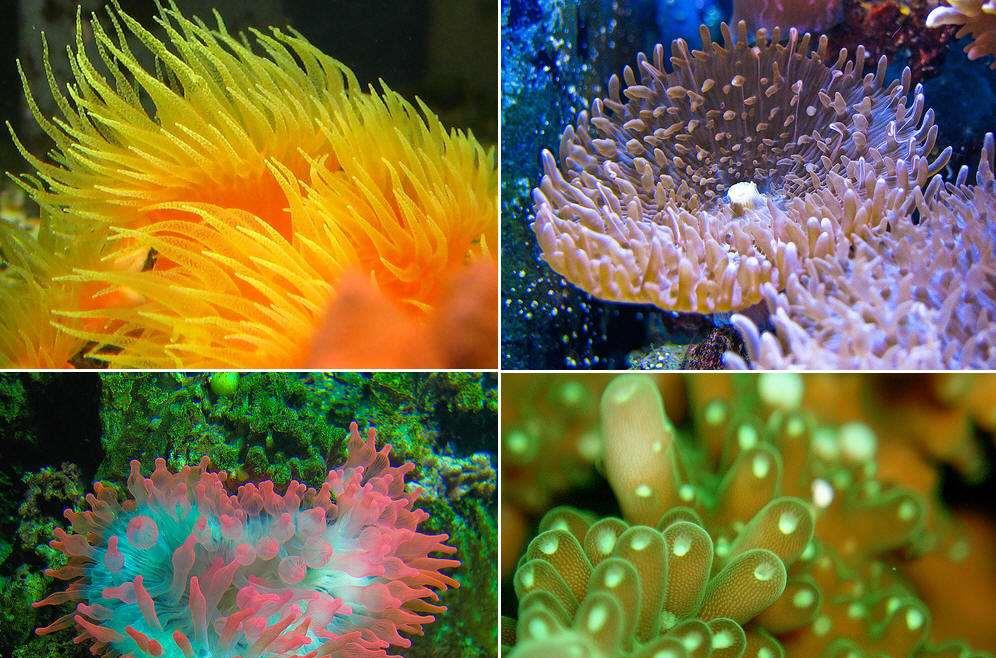 生物进化普遍选择的是衰老,而不是永生,这究竟是为什么?