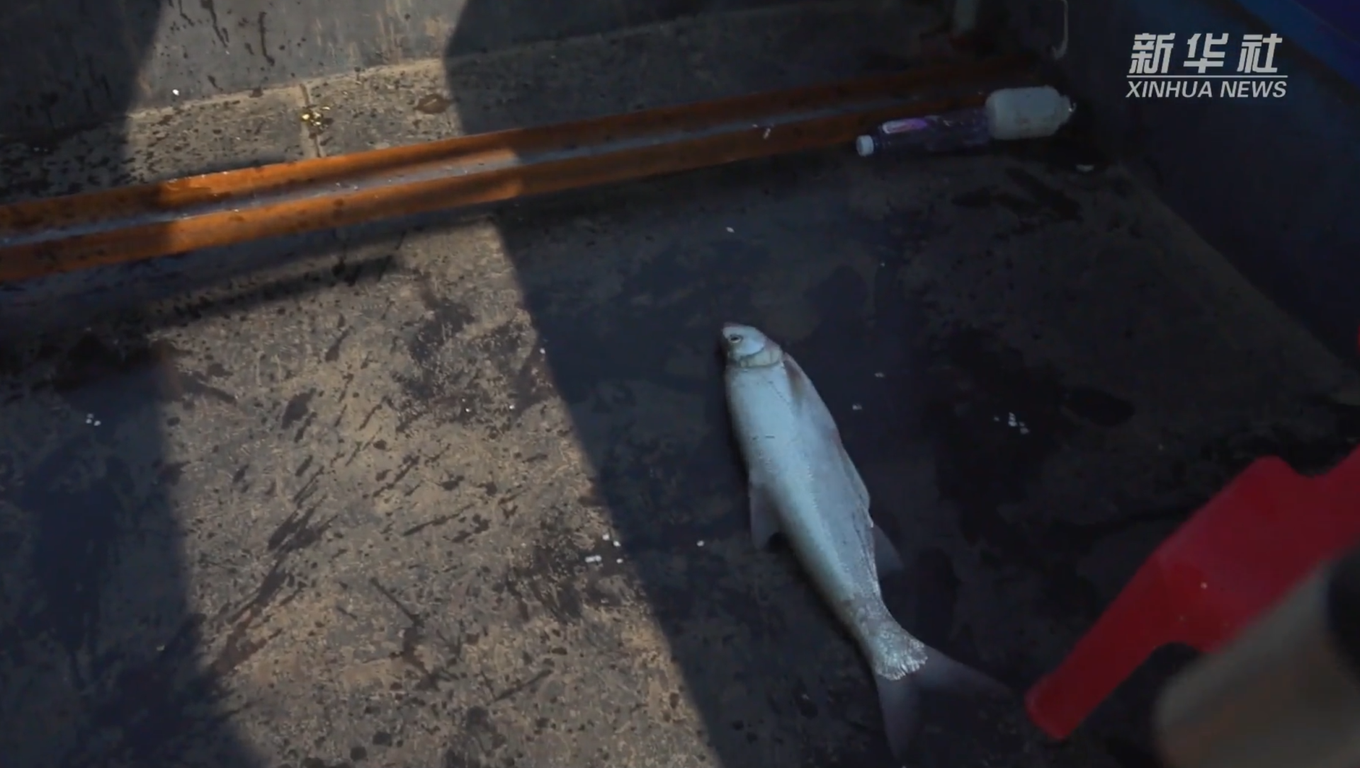 “小鱼晒成了小鱼干”！鄱阳湖汛期反枯，会影响鱼、江豚生存吗？