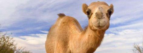 没有听说有猎食动物捕杀骆驼，是骆驼生长环境没捕食动物，还是？