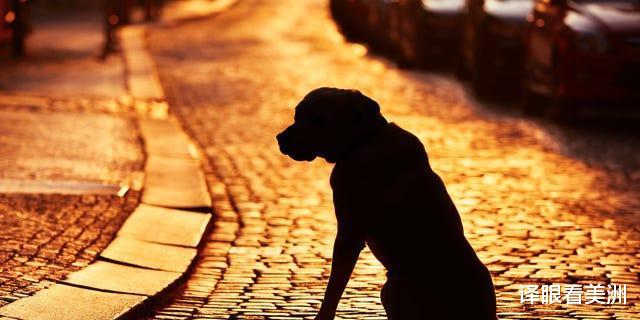 奇闻|奇闻！美国加州一狗狗在走失12年后与旧主人重逢！