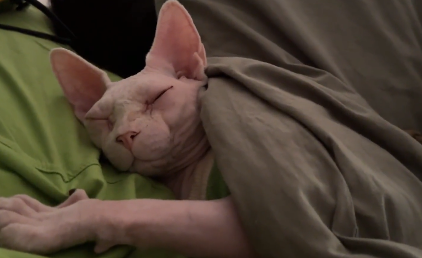价值不菲的无毛猫竟也成为流浪猫，小伙收留下它后，发现养它真香