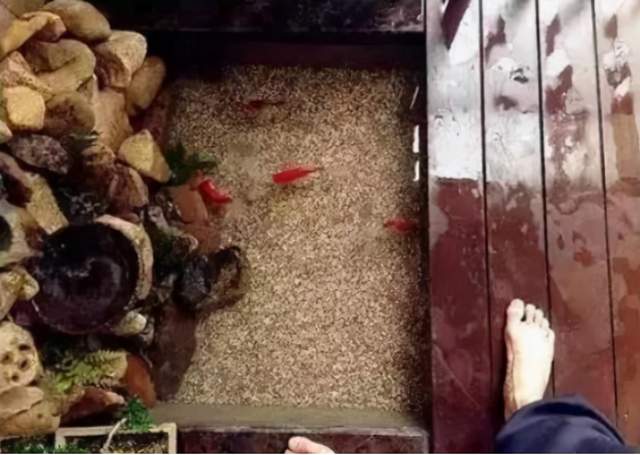 太有才了!朋友在自家阳台砌了一个金鱼池,确实很漂亮