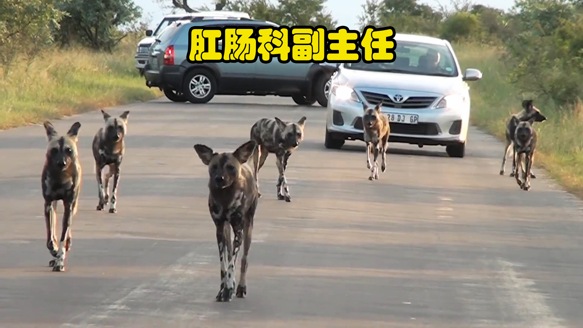 非洲野狗群分食一只小野兔，只几秒钟就完事了