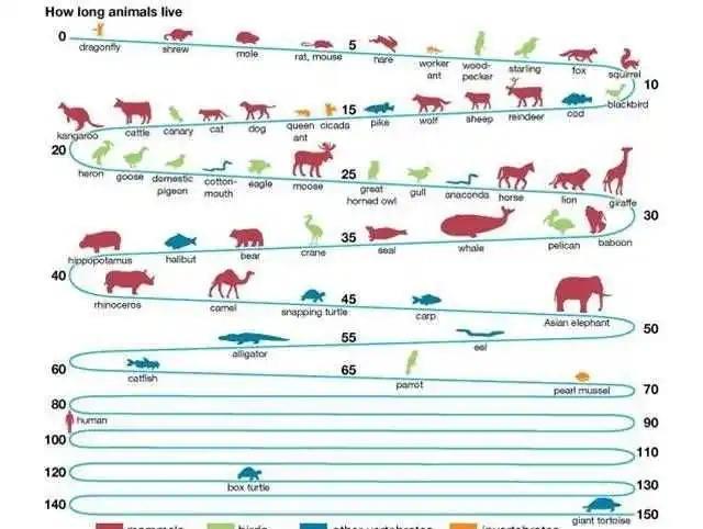 |猫最多可以做到“几世同堂”?为什么?