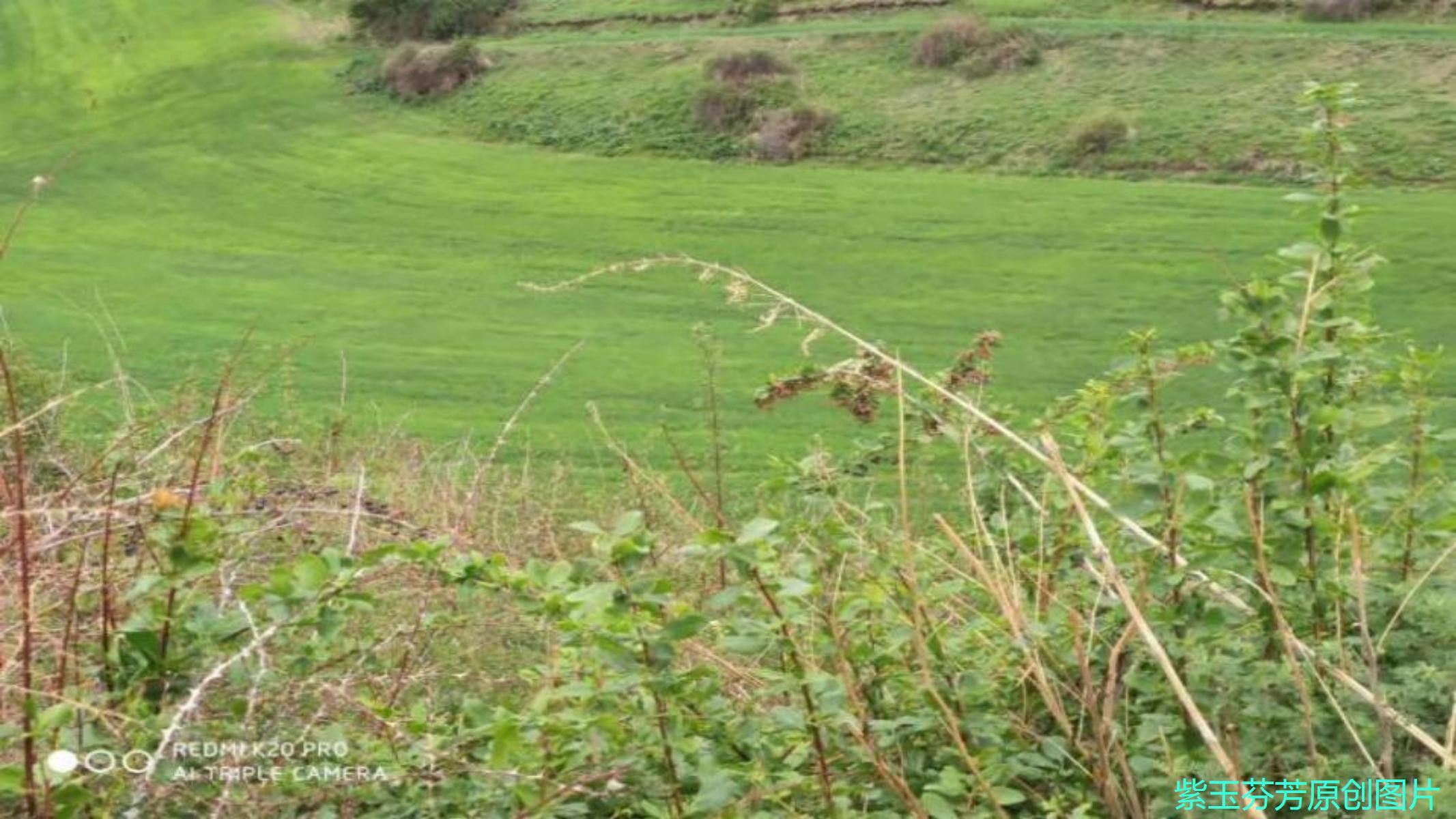 饮食|调脂益肝汤