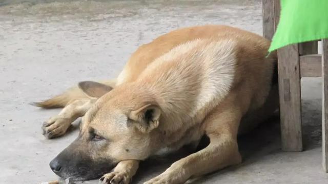 狂犬病究竟有多可怕?发作后几乎无药可救,打疫苗也不安全?