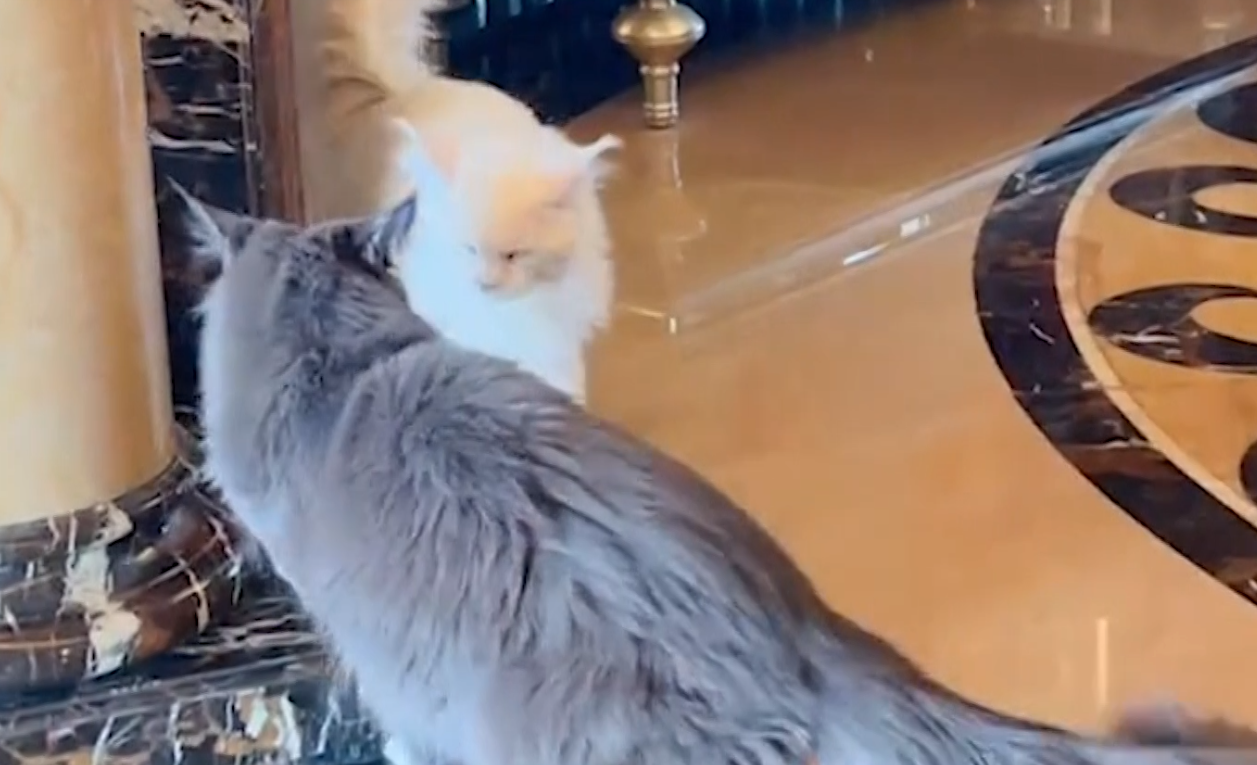 王红权|王红权星：2700万买巴林女儿红，翡翠海螺珠成堆，他到底有何背景？