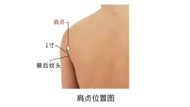 肩周炎|经络穴位,一日一学——肩贞,肩周炎的必用穴