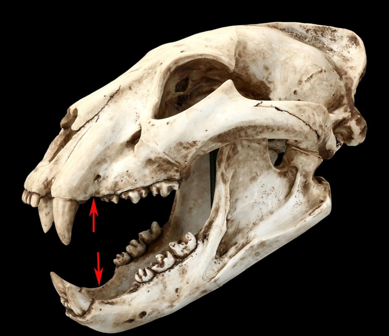 猫科叛徒猎豹,为跑更快向犬科偷师,结果成了战五渣