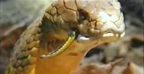 食物链顶端的“眼王”!凭借“闪现”走位,同类相残,杀敌无数