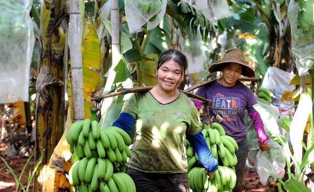 香蕉会在28年后灭绝？从本质上说，我们吃的香蕉其实来自同一棵树
