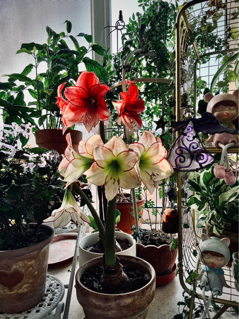 想在家里打造一个小花园,这6个方法要收藏,家里也变小花园