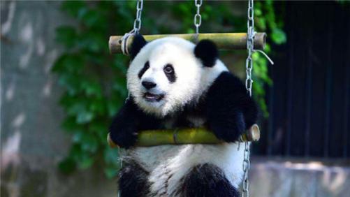 第一个射杀大熊猫的人，得4只熊掌70斤肉，卖4800元，后迎来惩罚