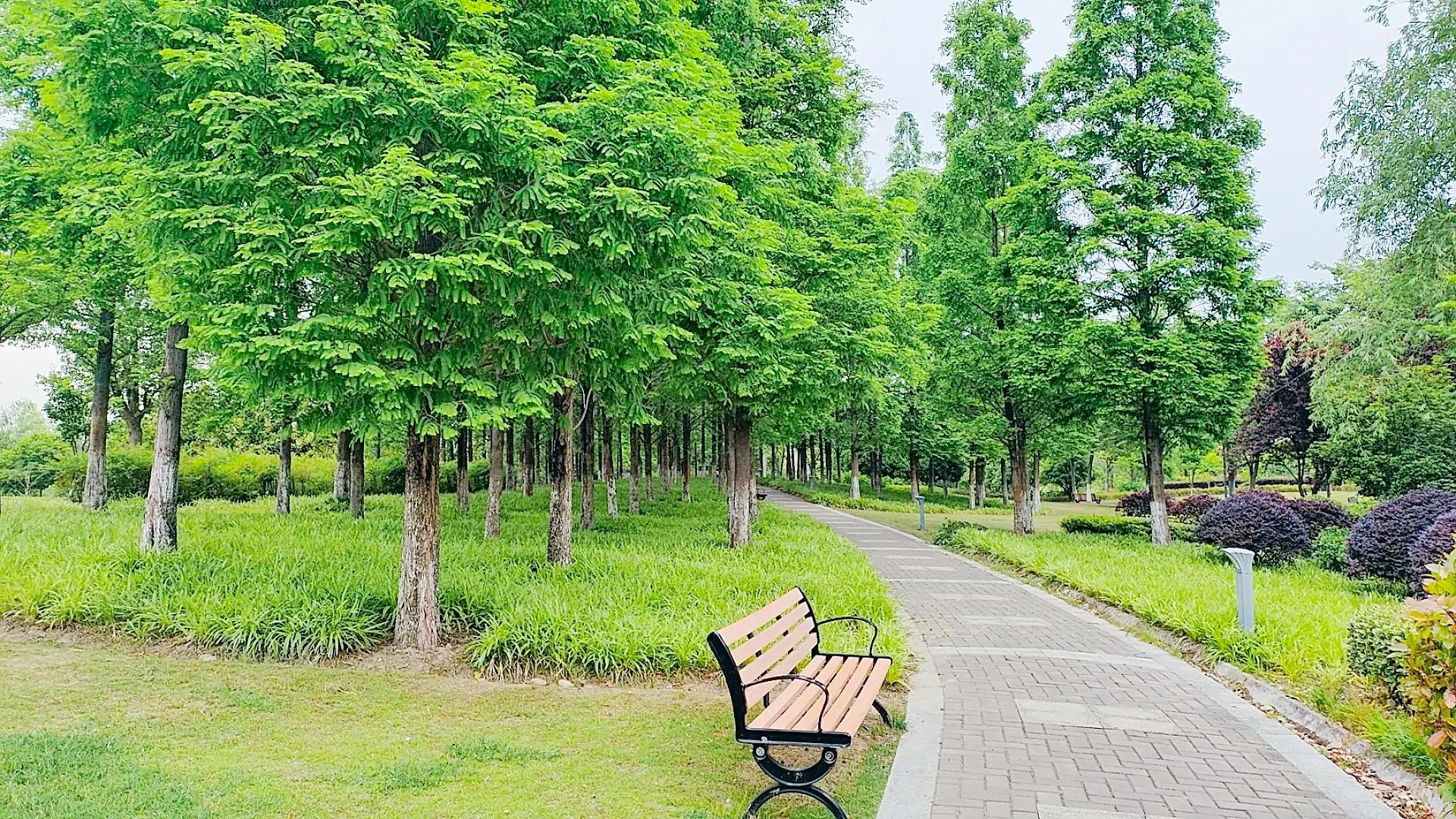 |夏天|我心中的一抹芳香,一阵清新