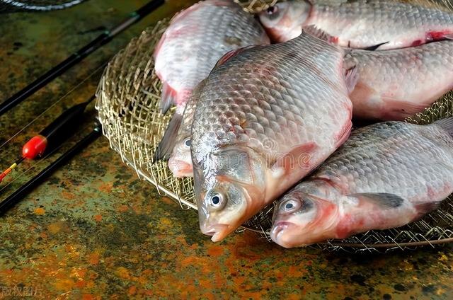 鲫鱼|冬天钓不到鲫鱼?试试串钩钓法,装备少还容易爆护
