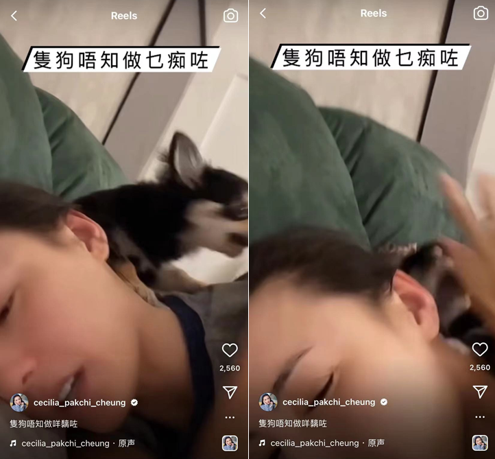 张柏芝|张柏芝躺床上被小狗咬脸，一脸痛苦不断尖叫，后脖子上膏药太抢镜