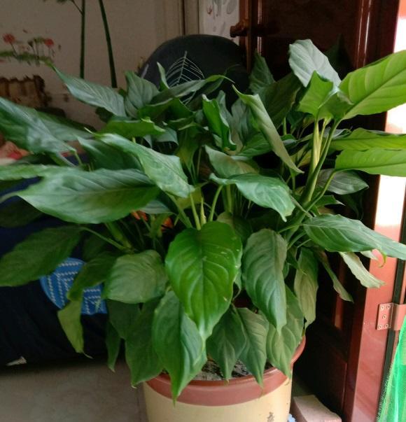 ?6种“网红绿植”,适合客厅,书房,卧室养护,还能净化空气