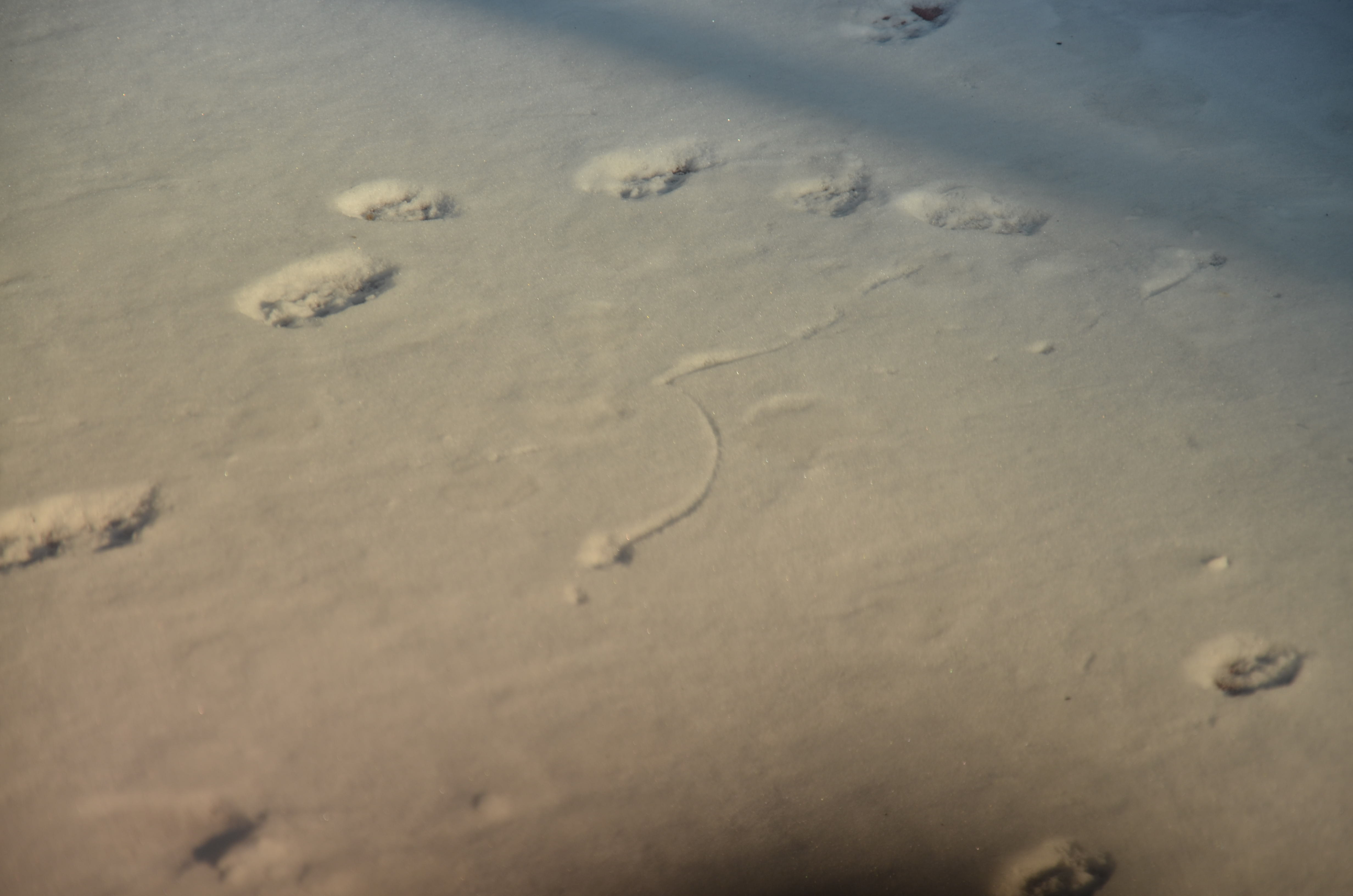 双层防雾球面磁吸——318滑雪镜