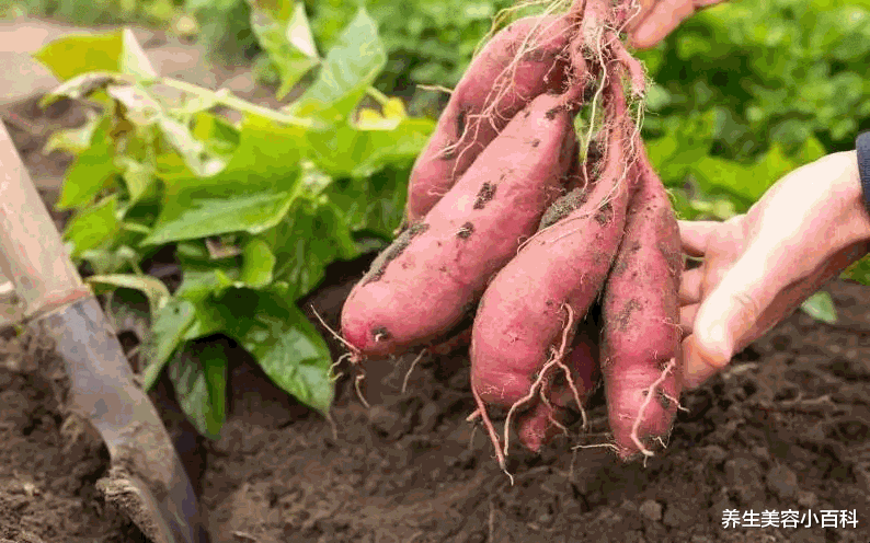 牙痛|香蕉千万不要与这些食物同吃,轻则中毒,重则致癌