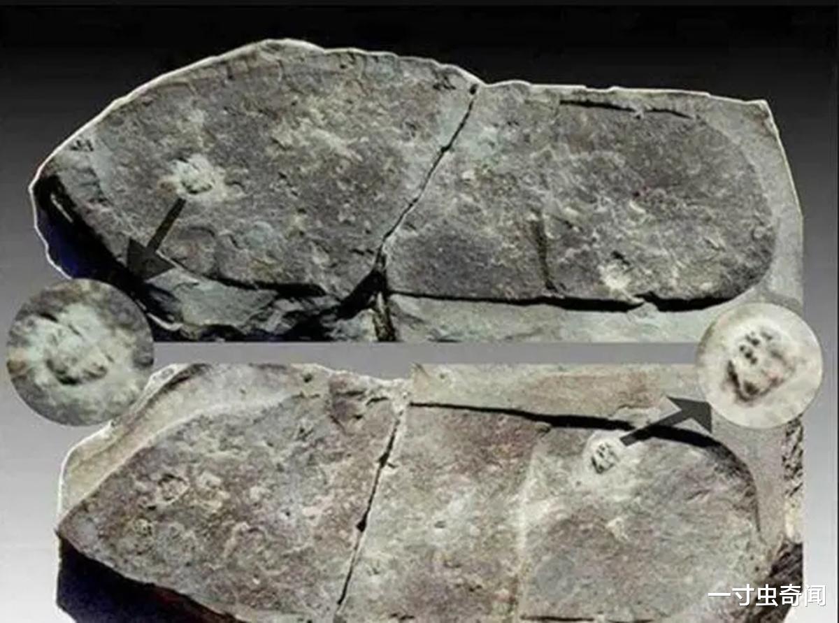 1513年的南极洲地图?60万年前的火花塞?史前文明真实存在过吗?
