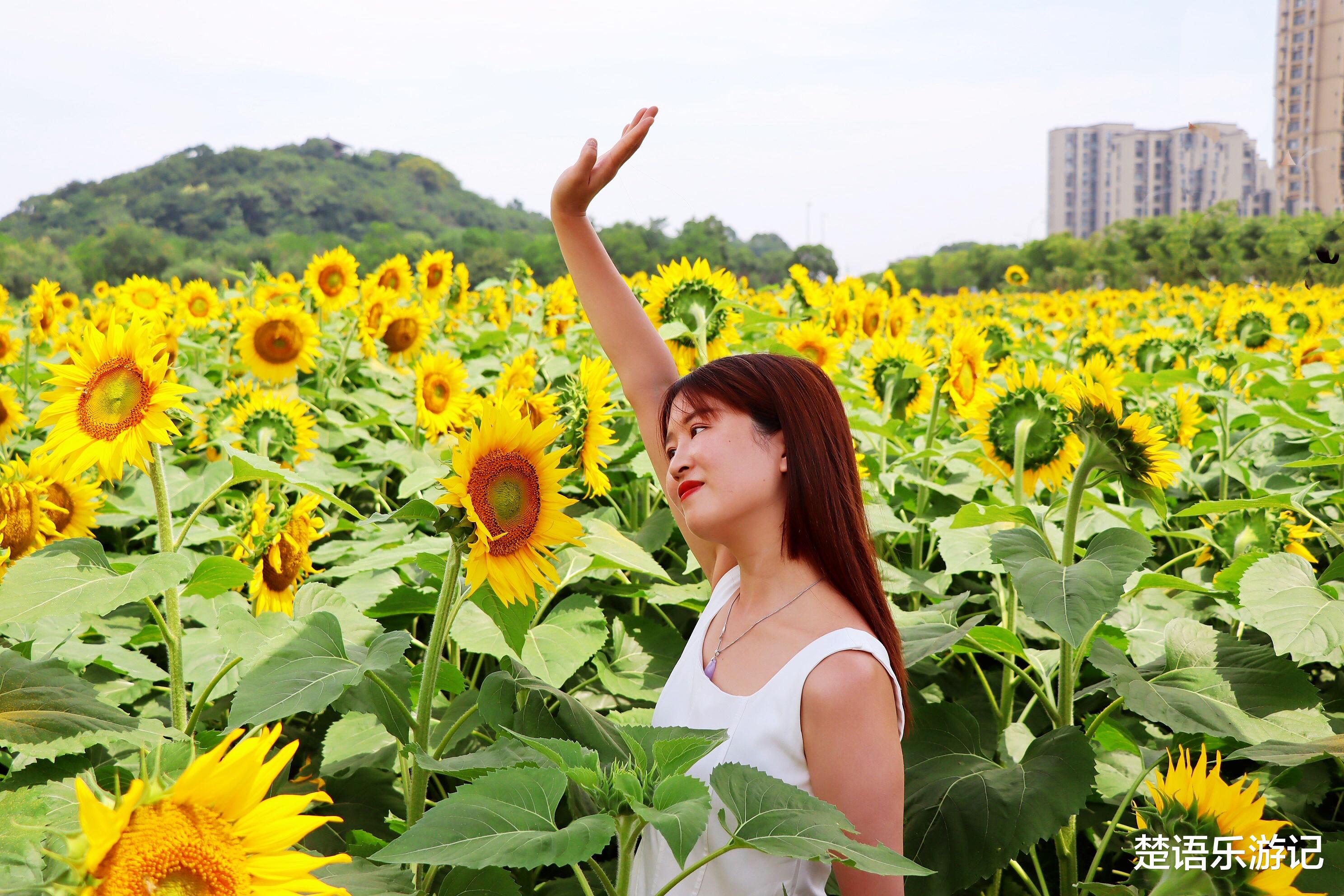 |花海和森林公园相映成趣，宁波这处风景成为网红打卡地，免费开放