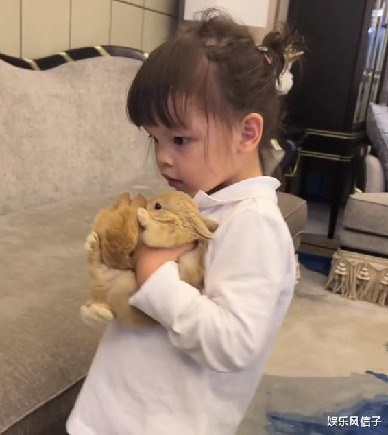 韩安冉|韩安冉花1300买兔子哄女儿,被小猪妹一天养死,网友:当个人吧