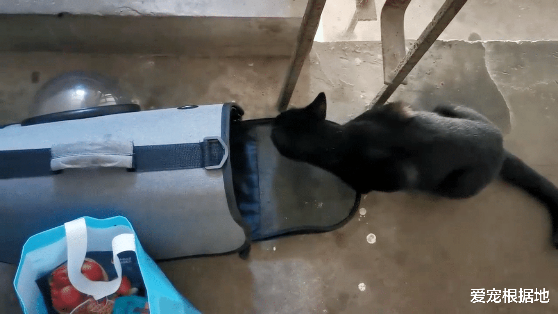 那只自己钻进猫包，被宠物猫驱赶也不离开的流浪猫，终于有家了