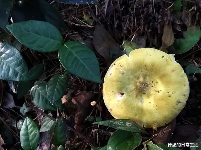 新物种“白盖鸡油菌”被发现,蘑菇虽鲜美,可不要乱吃呦