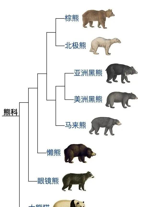 神秘的柯莫德熊,至今仍未解的变异谜,世界上仅存400只