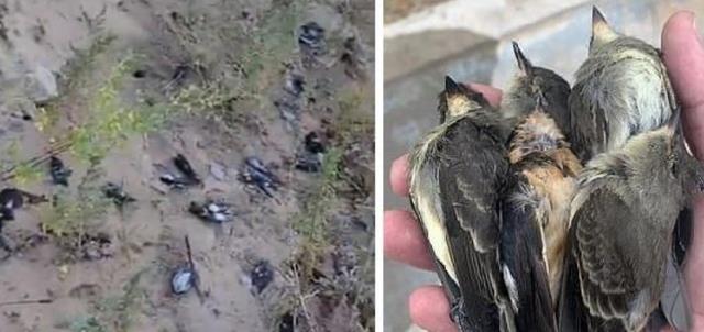 动物离奇死亡,背后的原因是什么?是大自然在暗示什么吗?