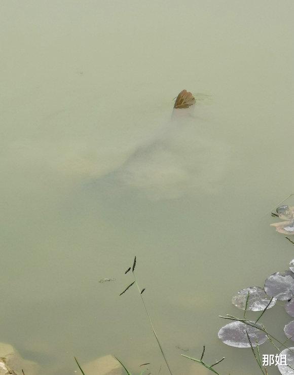 长江|有冒险精神?男子雨中坐在激流中钓鱼引热议,网友:用命当饵