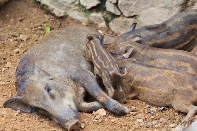 3头野猪冻死在南京路边?野猪耐低温能力很强,应尽快查明死因
