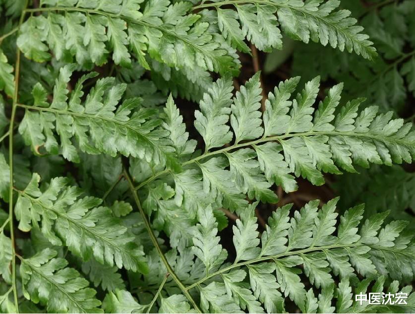 耳鸣|2味中药,一通一补耳聋好了,耳鸣不见了