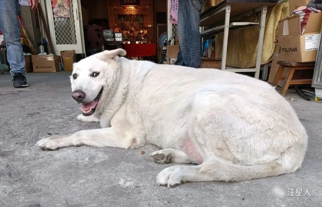 胖子的悲剧：明明是狗，却被认成羊