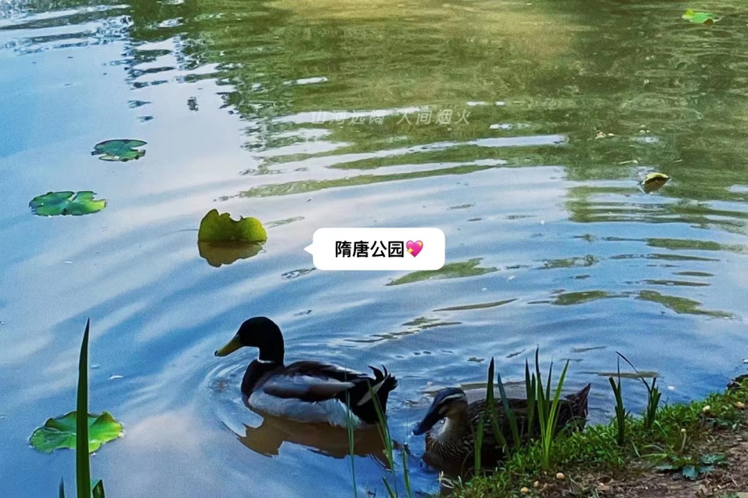 洛阳|【旅游】洛阳一些自己整理的攻略