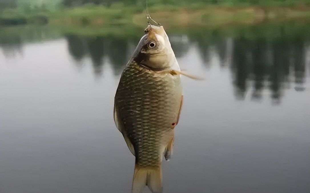 |夏季天气炎热，还傻傻地在太阳下晒？鱼不开口，是因为钓法没用对