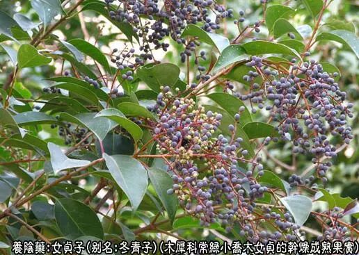 鸡血藤|白癜风患者如何激活酪氨酸酶活性?中医推荐11种中药材