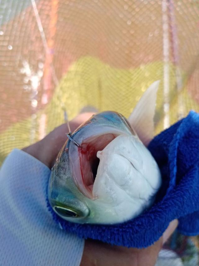 |2022年我还是那个称职的乌（鲻）鱼猎手！