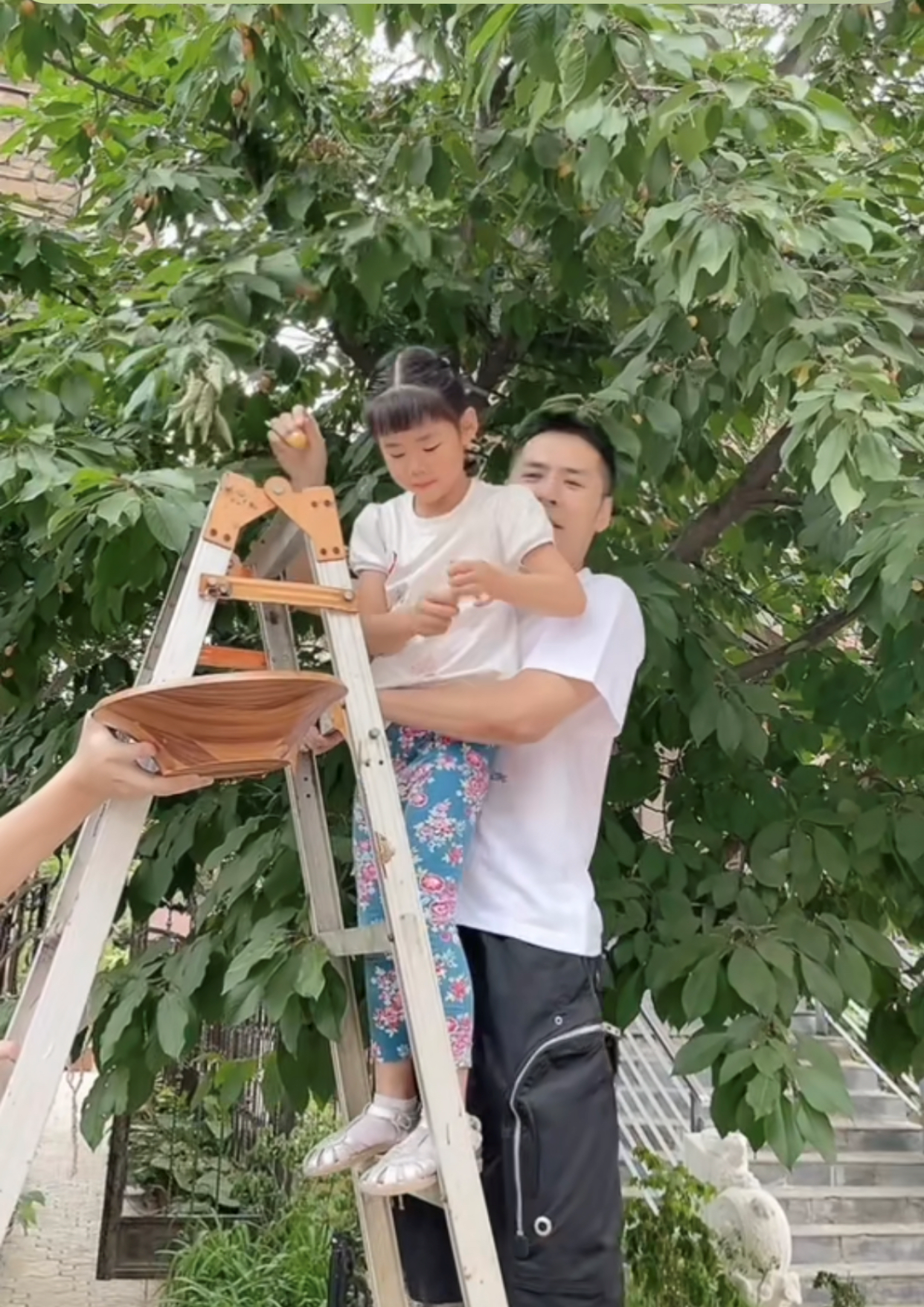 黄征|黄征在自家豪宅花园摘樱桃！儿女罕露面，妻子白皙身材佳